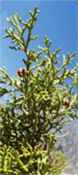 juniperus monosperma single seed juniper tree 