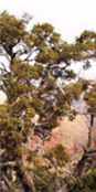 juniperus osteosperma utah juniper seed tree