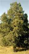 juniperus scopularium colorado cedar tree seed