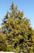 juniperus virginiana eastern red cedar tree seed
