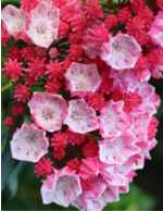 kalmia latifolia olympic fire shrub plant