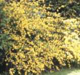 kerria japonica japanese kerria shrub tree seed