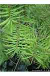 keteleeria evelyiana tree seed