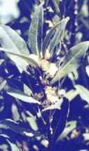 laurus nobilis bay laurel tree seed
