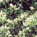 leucothoe axillaris coastal dog hobble seed