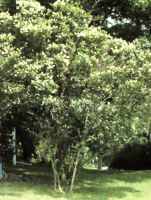 ligustrum vulgaris common privet shrub seed