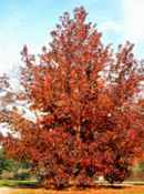 liquidamber formosa tree seeds