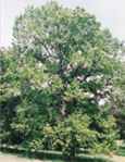liquidamber styraciflua sweetgum tree seed