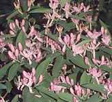lonicera tatarica tatarian honeysuckle seed plant bloom