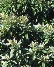 eriobotrya japonica loquat tree seed