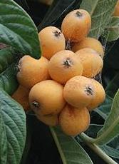eriobotrya japonica fruit loquat seed plant