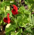 lotus tetragonolobus winged pea seed