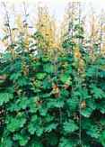 macleaya cordata plume poppy seed