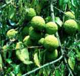 maclura pomifera osage orange tree shrub seed