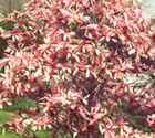 betty magnolia liliflora tree