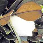magnolia blanchard tree