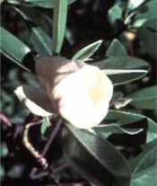 magnolia claudia wannamaker tree 