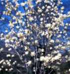 magnolia denudata lily tree seed 