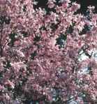 magnolia leonard messel loebneri tree