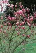 magnolia liliflora wood orchid tree seed