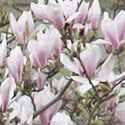magnolia soulangeana chinese tree seed