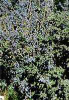 mahonia aquifolium oregon grape shrub seed 