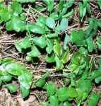 mahnia repens creeping mahonia shrub