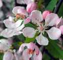 malus angustifolia southern wild crabapple tree fruit seed seedling