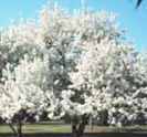 malus bacata Siberian crabapple tree seed seedling