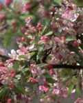 malus floribunda japanese crabapple tree fruit seed seedling