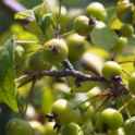 midget crabapple malus micromalus tree seed seedling