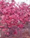 prairiefire crabapple tree fruit seed seedling