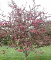 profusion crabapple tree fruit seed seedling