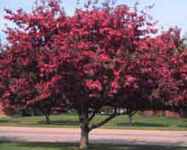 radiant crabapple tree fruit seed seedling