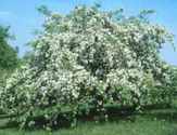 malus red jade crabapple tree fruit seed seedling