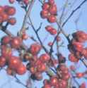 malus robusta hardy crabapple tree fruit seed seedling