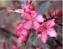 malus royal raindrops crabapple tree fruit seed seedling