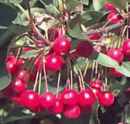 sargent crabapple malus sargentii tree fruit seed seedling