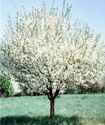 malus snowdrift crabapple tree fruit seed seedling