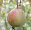 malus toringoides cutleaf crabapple tree fruit seed seedling