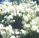 melaleuca alternifolia paperbark honeymyrtle tree 