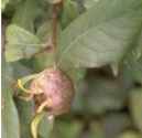 mespilus germanica tree shrub fruit seed