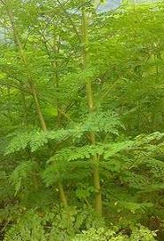 moringa oleifera ben oil tree horseradish tree seed plant