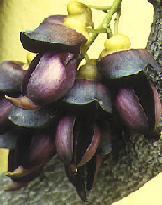 mucuna sempervirens evergreen velvet bean seed
                  plant