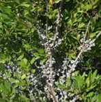 myrica pennsylvanica bayberry shrub seed