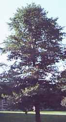 nyssa sylvatica blackgum tree summer seed