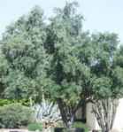 olea europaea olive seed tree