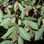 ostrya virginia american hop hornbeam tree seed