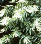 oxydendron arboreum sourwood tree seed