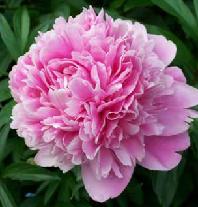 paeonia peony alex fleming root rhizome bulb seed plant